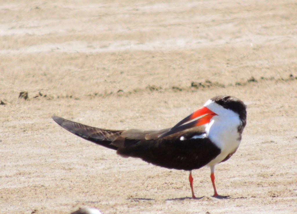 Rayador en Punta Rasa (Buenos Aires) Aves en Foco