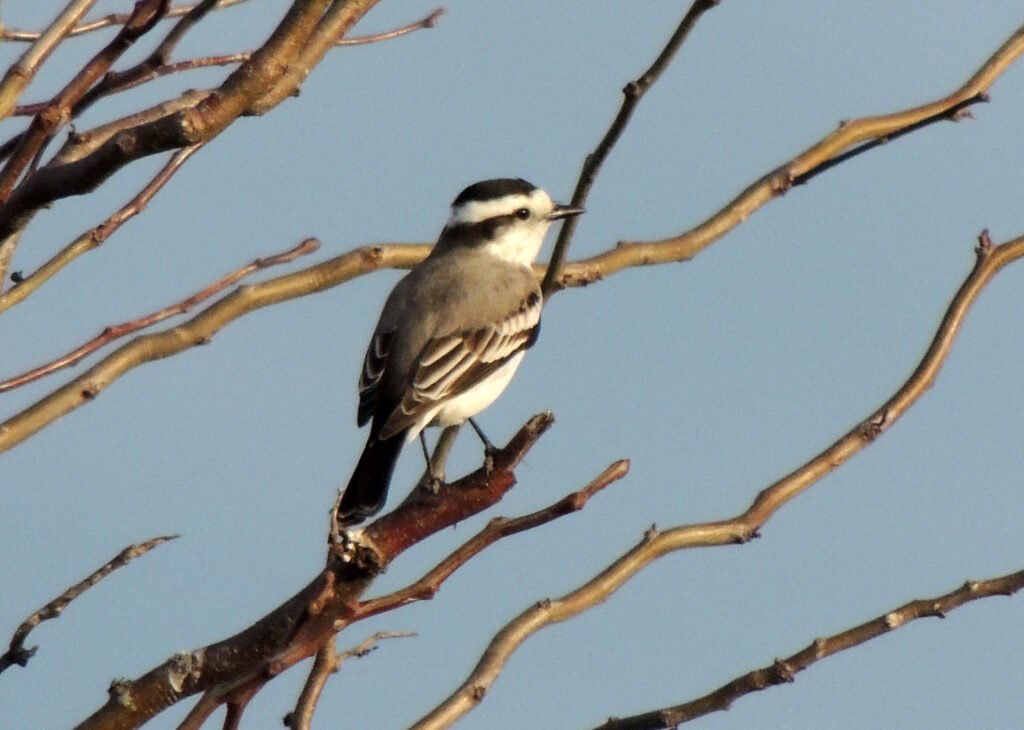 Monjita Coronada en Arroyo Zapata (Magdalena – Bs. As.)