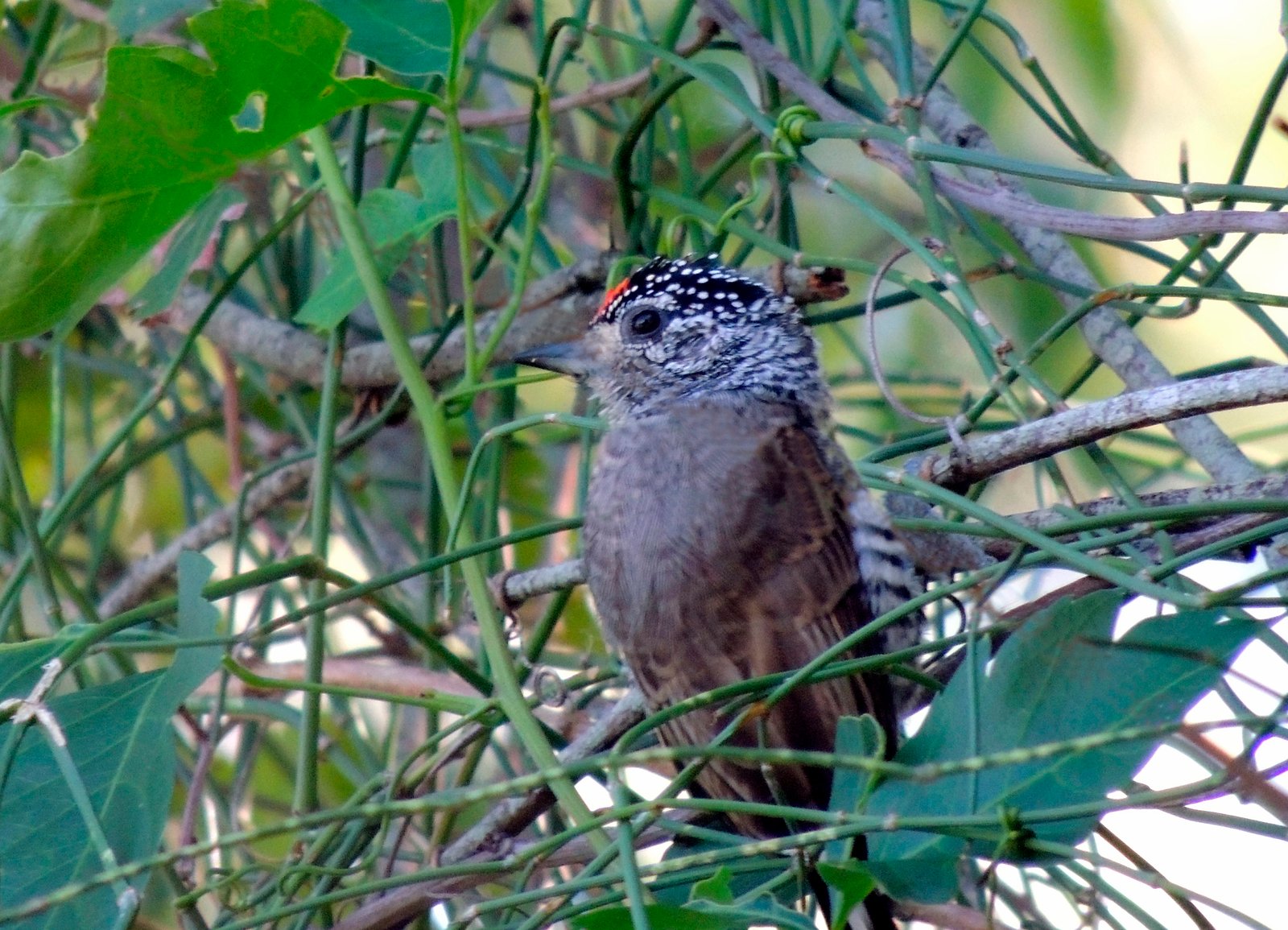 Carpinterito Común en Parque Nacional El Palmar (Entre Ríos)