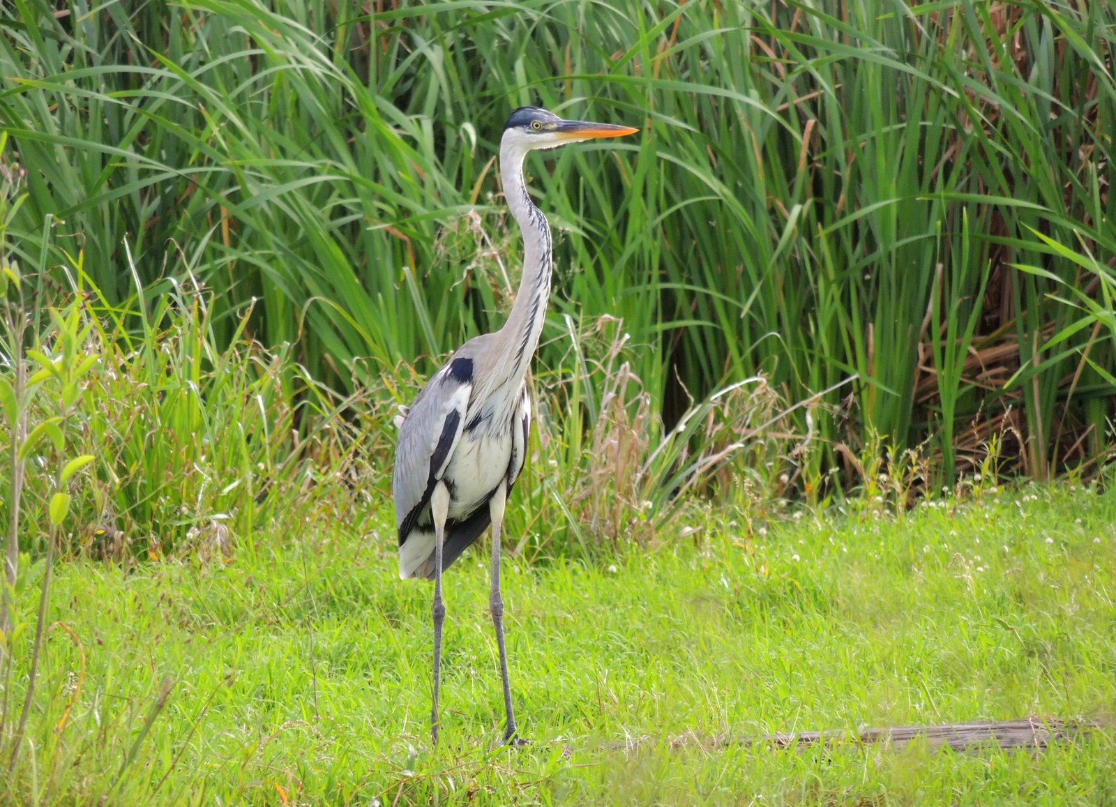 Garza Mora en Villa del Plata, Ensenada (Buenos Aires)