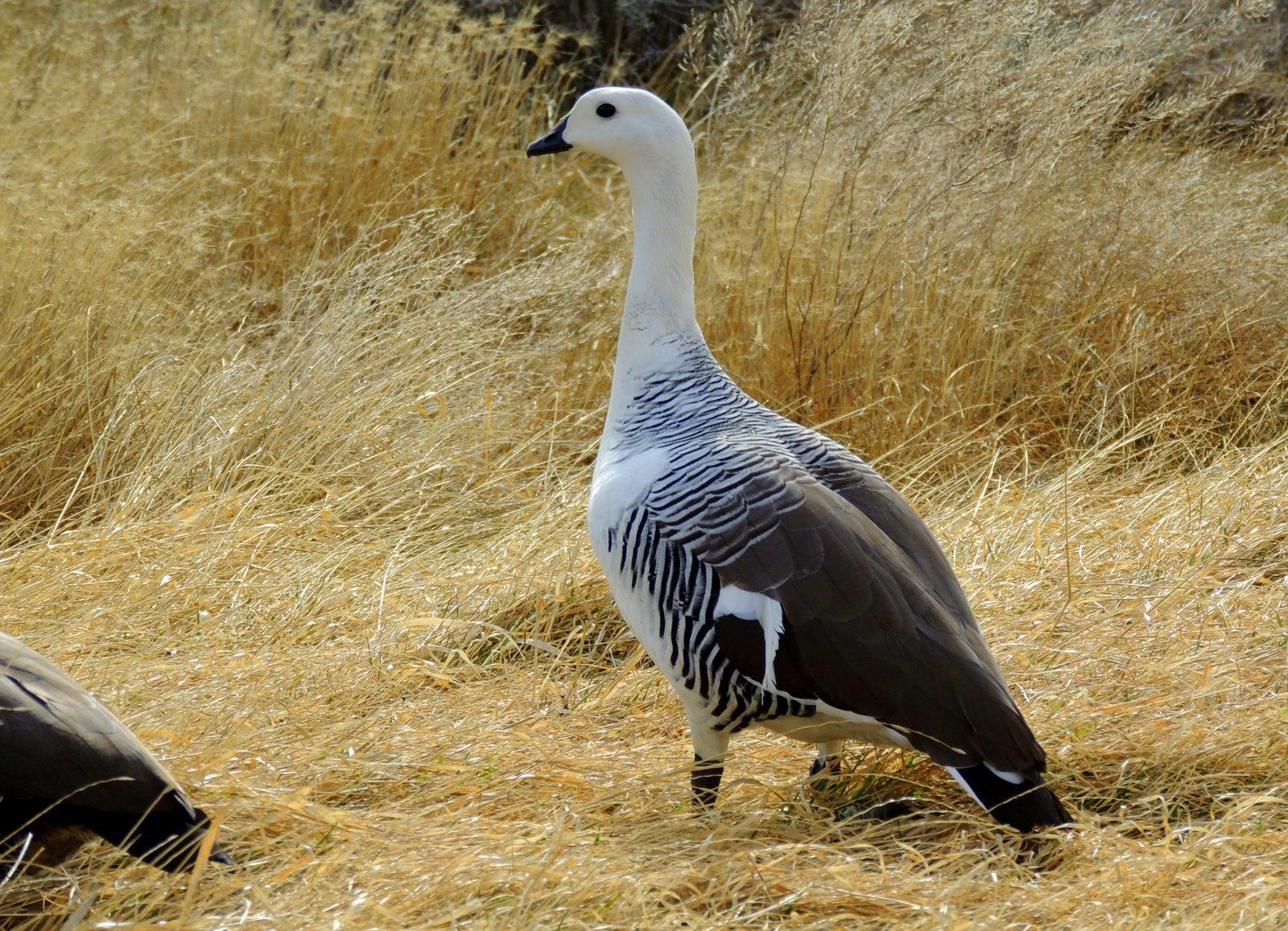 Cauquén Común en Laguna Nimez, El Calafate (Santa Cruz)