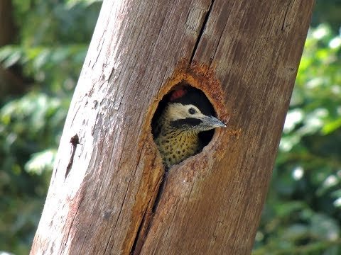 Pichón de Carpintero Real en Villa del Plata (Ensenada)