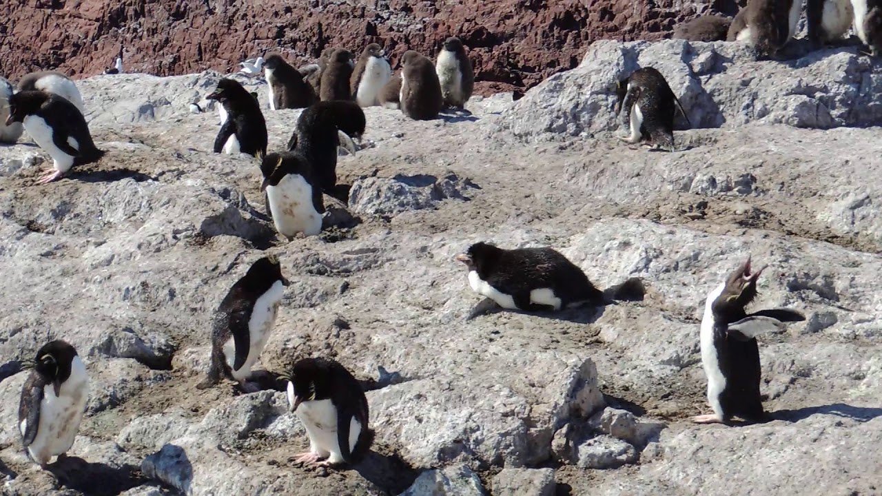 Pingüino de Penacho Amarillo en Puerto Deseado (Santa Cruz)