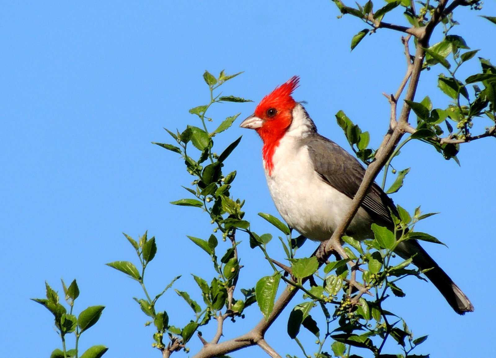 Nuevos nombres para algunas aves de Argentina