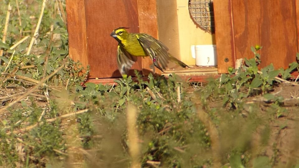 Liberan cardenales amarillos rescatados del tráfico ilegal de aves
