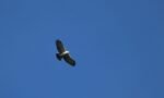Águila Viuda en la ruta 101,...