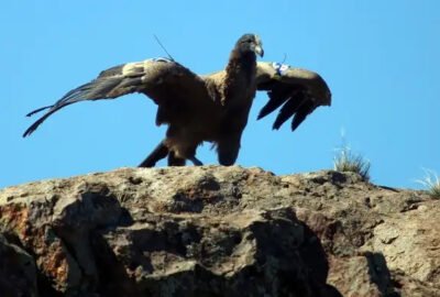 Liberaron tres pichones de cóndor andino y ya suman 69 aves devueltas a la naturaleza