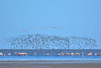 Aves Argentinas donó un campo y una vivienda para el nuevo Parque Nacional Ansenuza