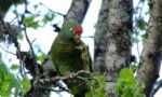 Loro Alisero en Yala (Jujuy)