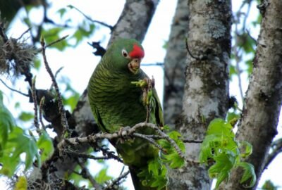 Loro Alisero en Yala (Jujuy)