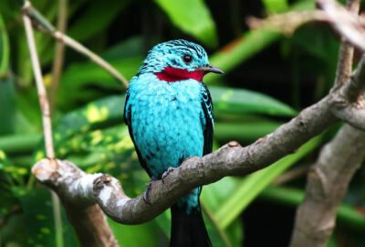 Perú es el país con mayor cantidad de especies de aves en todo el mundo