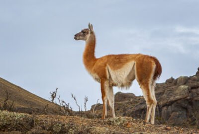 El guanaco ingresó en la lista de animales en peligro de extinción
