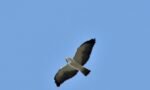 Aguilucho Cola Corta en la Ruta...