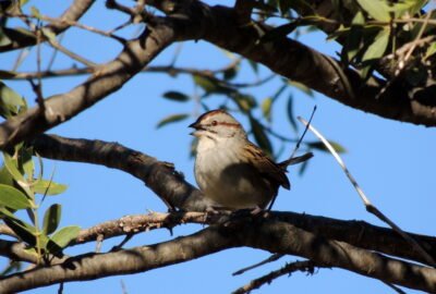 Cachilo Chaqueño en Villa de Merlo (San Luis)