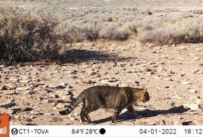 Estudian en una isla de Chubut la presencia de gatos que podrían alimentarse de pingüinos