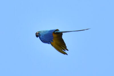 Guacamayo Azulamarillo en Villa del Plata (Ensenada – Bs. As.)