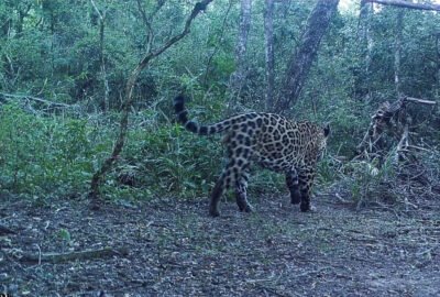 Registraron un nuevo yaguareté en el Parque Nacional Río Pilcomayo