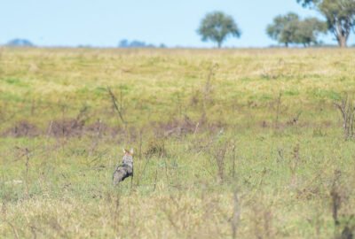 El Bioparque de La Plata liberó dos zorras grises rehabilitadas