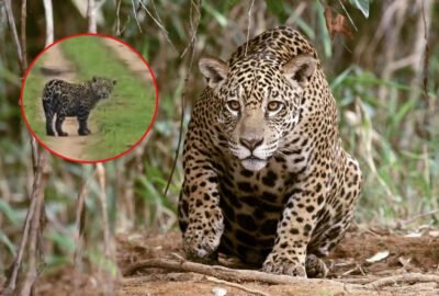 Crece la población de yaguareté y los avistajes son cada vez más frecuentes en Corrientes