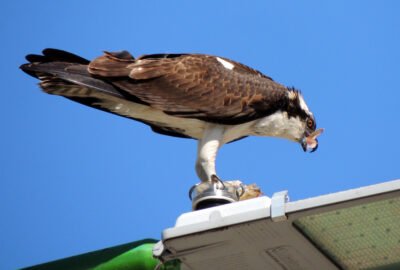 Águila Pescadora en Reserva Natural Punta Lara (Ensenada)