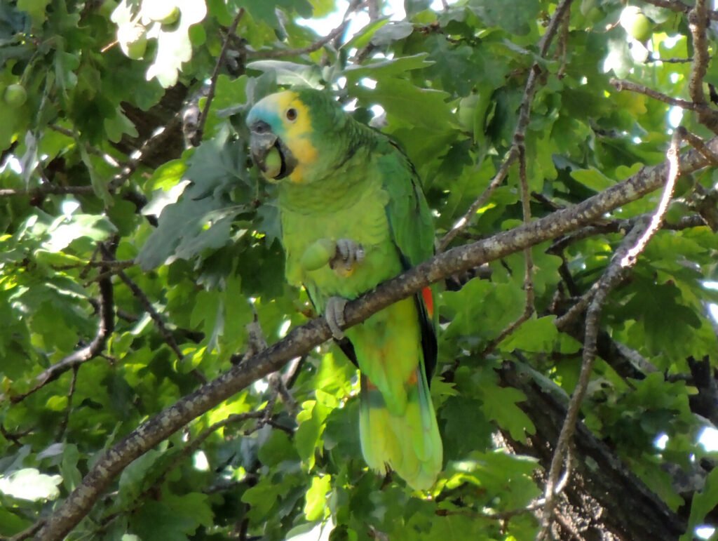 Loro Hablador en Villa del Plata (Ensenada)