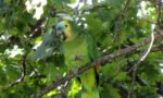 Loro Hablador en Villa del Plata...