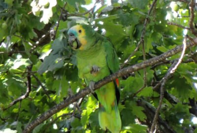 Loro Hablador en Villa del Plata (Ensenada)