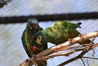 Misiones se prepara para reintroducir un guacamayo extinto en el país
