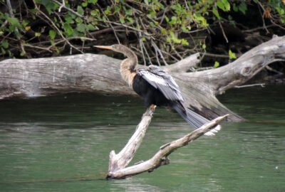 Aninga en el Lago de Regatas de Palermo (CABA)